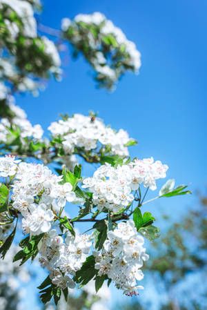 White Spring Flowers Blue Aesthetic Ipad Wallpaper