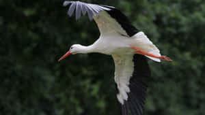 White Stork In Flight.jpg Wallpaper