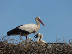 White Stork Mother Bird Wallpaper