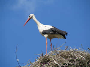 White Stork Standingon Nest.jpg Wallpaper