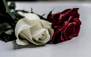 White Surface With Red And White Roses Wallpaper