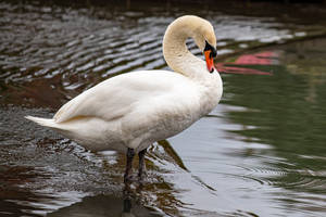 White Swan In Water Beautiful Birds Wallpaper