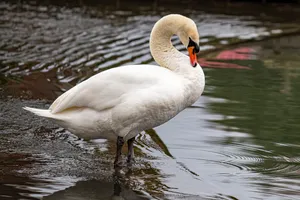 White Swan In Water Beautiful Birds Wallpaper