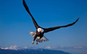 White-tailed Bald Eagle Wallpaper