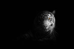 White Tiger Black And White Pfp Wallpaper