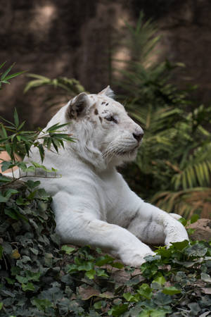 White Tiger Resting Awesome Animal Wallpaper