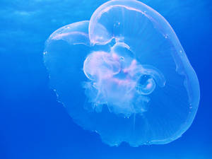 White Translucent Jellyfish In Underwater Wallpaper