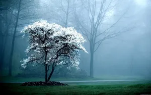 White Tree In Forest Best Desktop Wallpaper