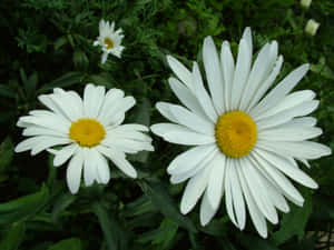White Tumblr Flowers Desktop Wallpaper