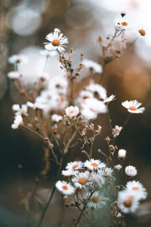 White Wildflowers Daisies Wallpaper