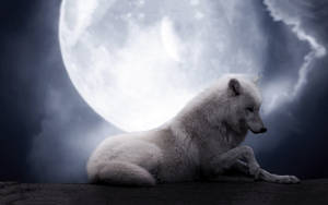 White Wolf And Moon Desktop Wallpaper