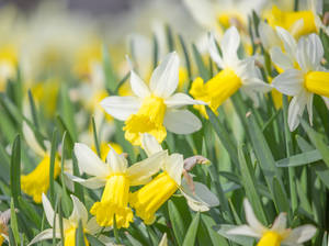 White Yellow Daffodils During Daytime Wallpaper