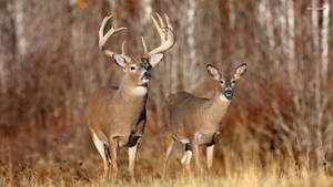 Whitetail Deer Doe Buck Couple Wallpaper