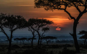 Wide Animals Park In Kenya Wallpaper