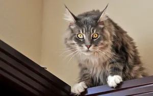 Wide-eyed Cat Wallpaper