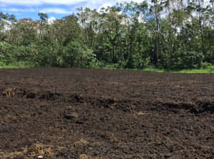 Wide Open Black Forest Soil Wallpaper