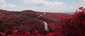 Wide Red Forest Wallpaper