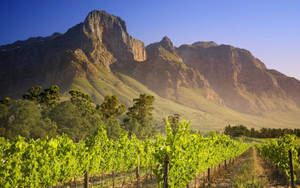 Wide Vineyard In South Africa Wallpaper