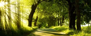 Widescreen Luscious Forest Park Wallpaper