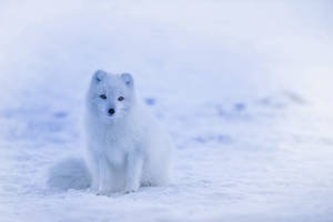 Wild Animal Arctic Fox Wallpaper