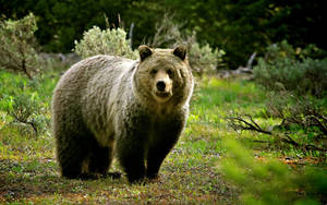 Wild Animal Grizzly Bear Woods Wallpaper