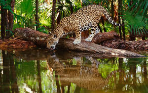 Wild Animal Jaguar In A Swamp Wallpaper