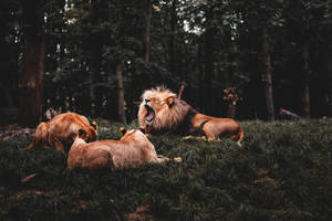 Wild Animal Lion And Lionesses Wallpaper