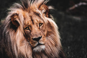Wild Animal Lion Close-up Wallpaper