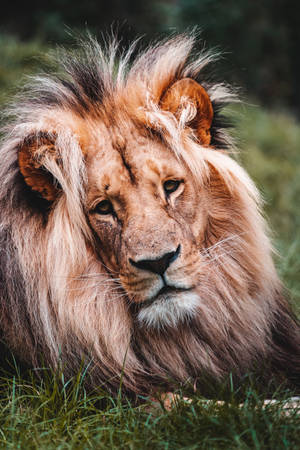 Wild Animal Portrait Lion Wallpaper