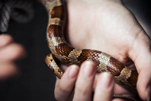 Wild Animal Snake In A Hand Wallpaper