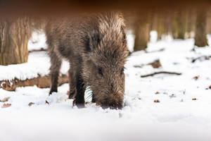 Wild Boar In The Snow Wild Animal Wallpaper