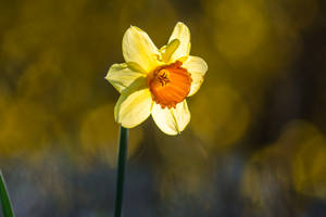 Wild Daffodil In Bokeh Effect Wallpaper