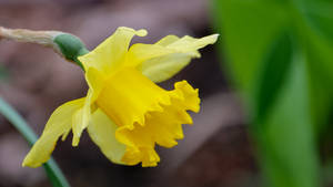 Wild Daffodil Narcissus Wallpaper