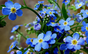 Wild Forget Me Not Flowers Wallpaper