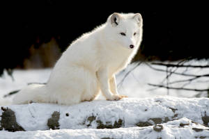 Wild Furry Arctic Fox Wallpaper
