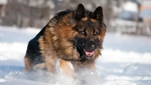 Wild German Shepherd Dog Wallpaper