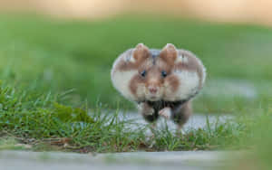 Wild Hamster Running Grassy Field Wallpaper