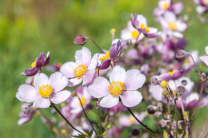 Wild Lavender Anemone Flowers Wallpaper