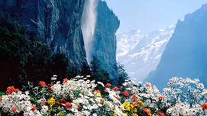 Wild Mountain Flowers Wallpaper