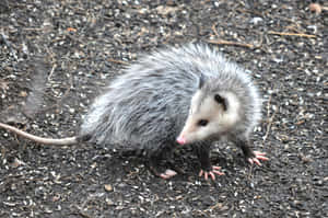 Wild Opossum On Ground.jpg Wallpaper