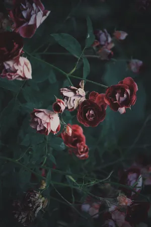 Wild Roses Vsco Cover Wallpaper