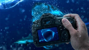 Wild Shark On Photography Camera Wallpaper