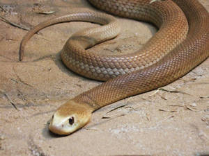 Wild Snake Taipan Wallpaper