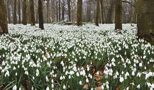 Wild Snowdrop Flower Field Wallpaper