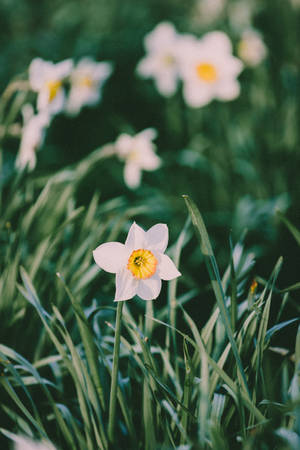 Wild White Daffodils Wallpaper