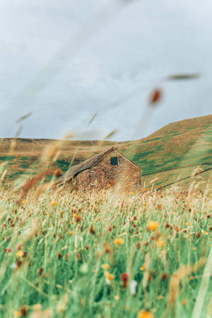 Wildflower Meadow England Wallpaper