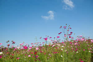 Wildflowers Beautiful Blue Sky Wallpaper