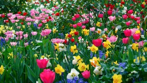 Wildflowers Colorful Together Wallpaper