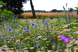 Wildflowers Green Scenery Wallpaper