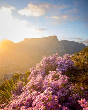 Wildflowers On Mountain Wallpaper